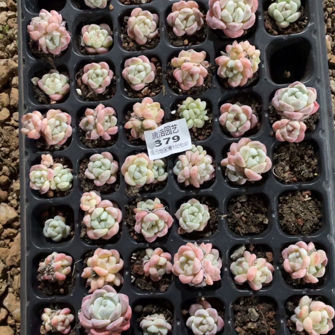 刚毅一物一拍379…