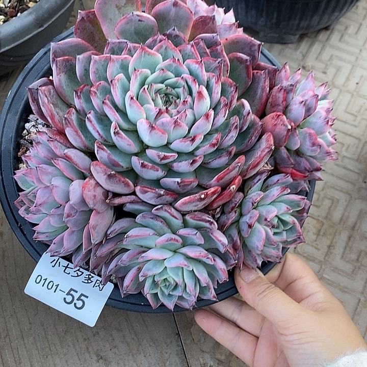 小七夕多肉黑天鹅55