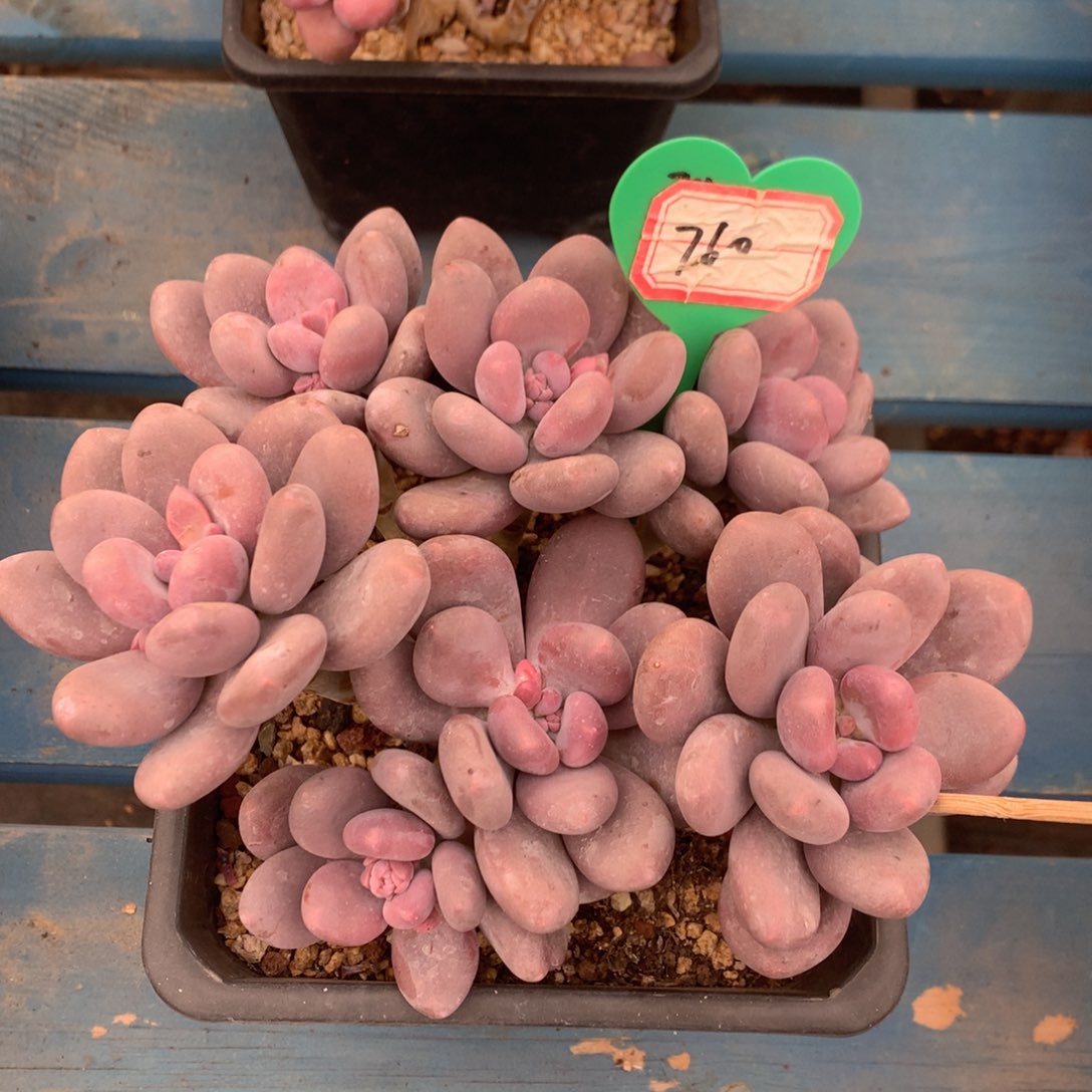蛋黄奶无砍老桩平头760