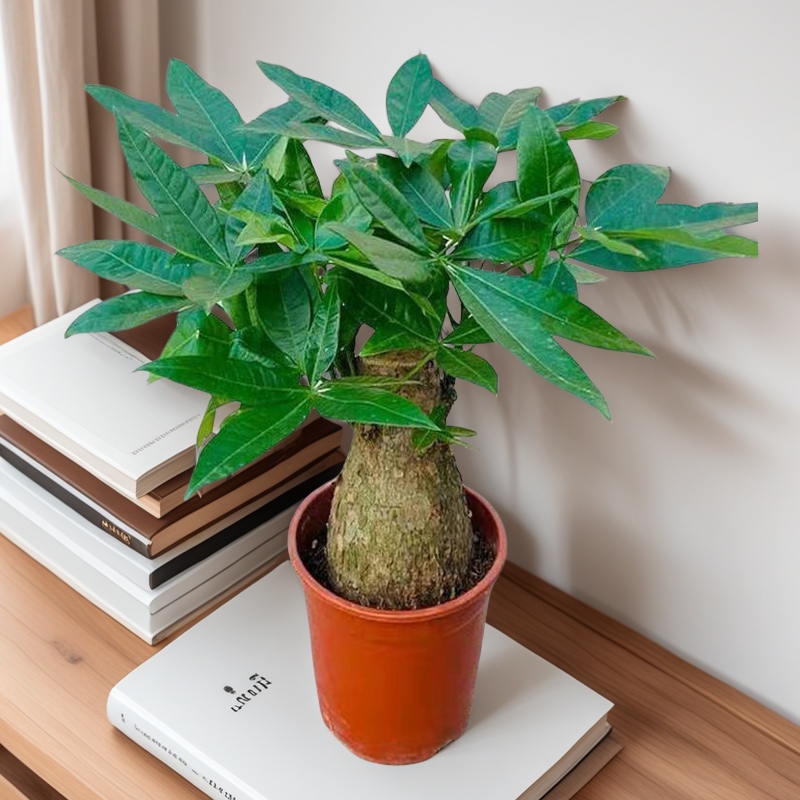 大象腿发财树盆栽植物室内桌面绿植招财粗杆乔迁步步高美观好养