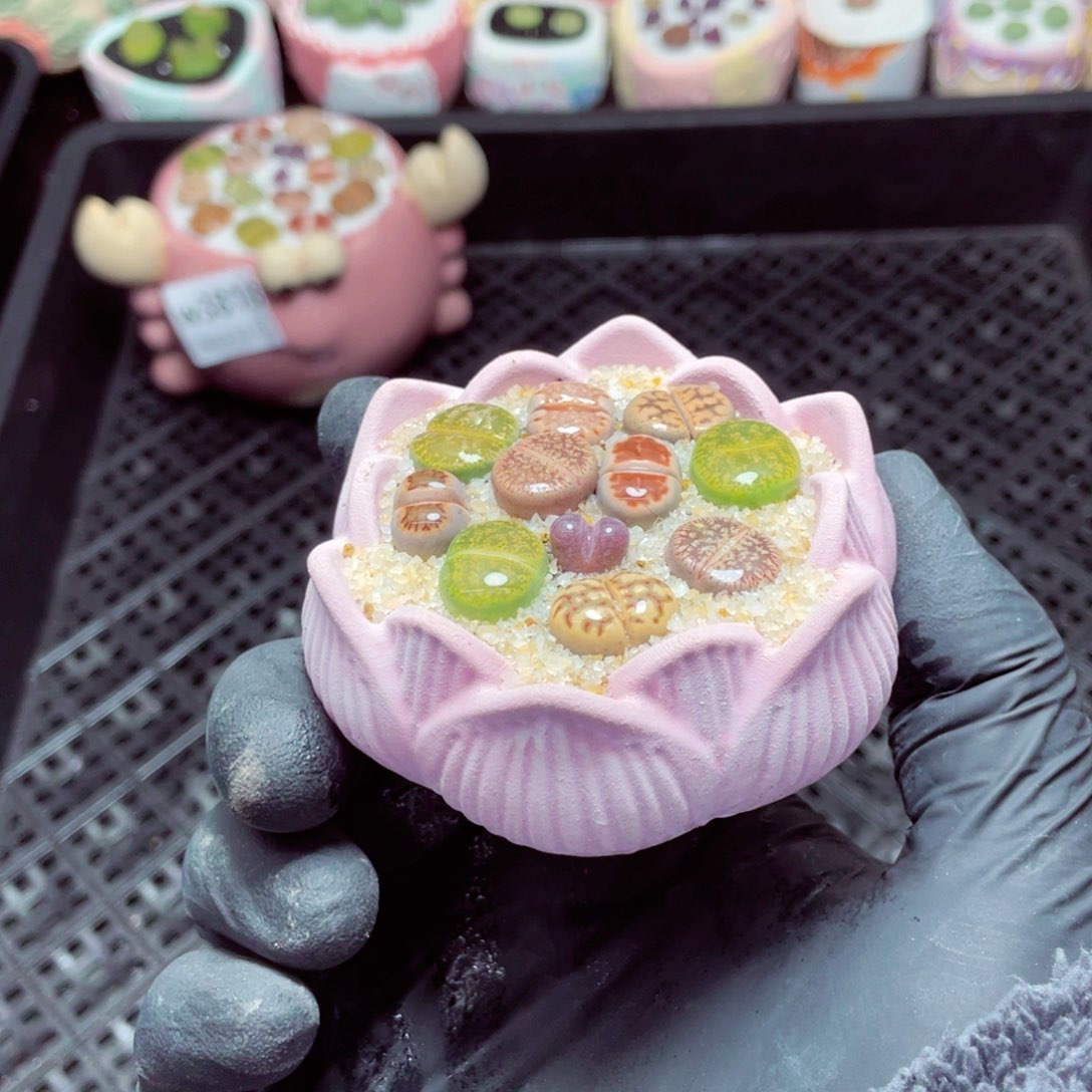 w3819--带盆土发货，零下地区拍保温箱