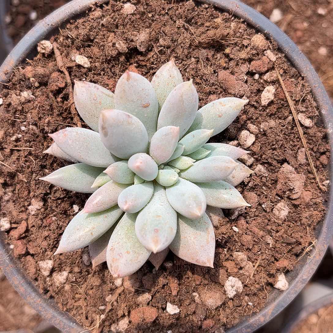 小*路寄养链接的肉肉的肉肉