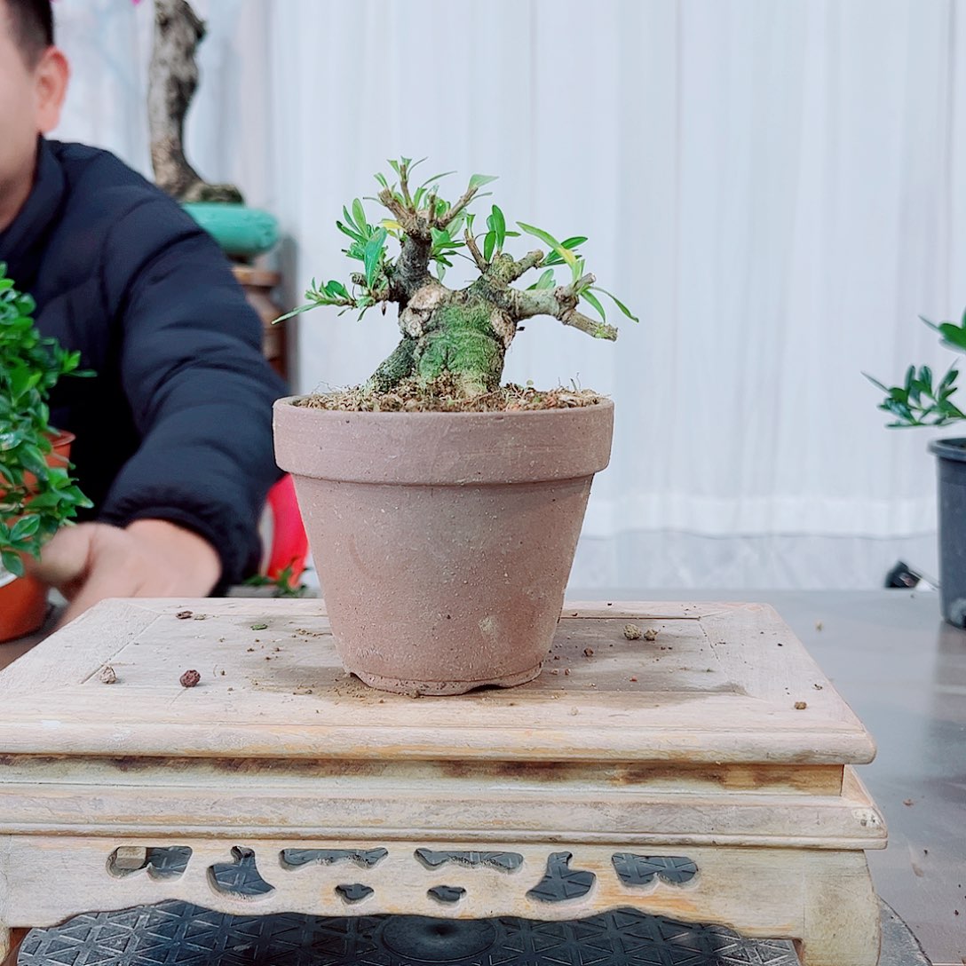 m****海星栀子花花花花