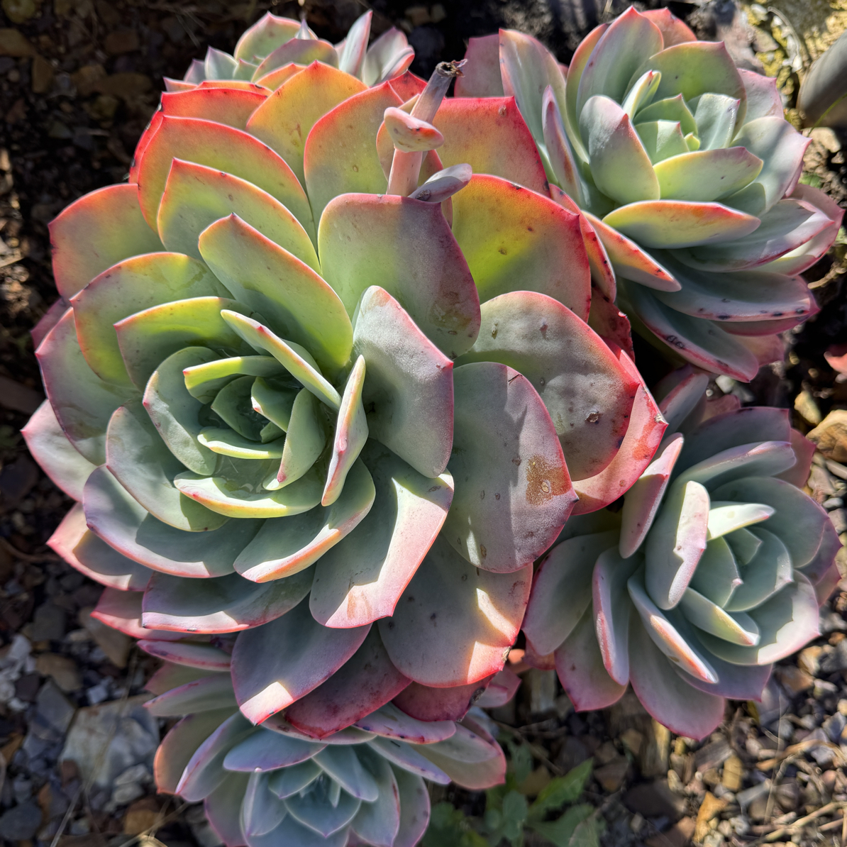 血凤群生多肉植物