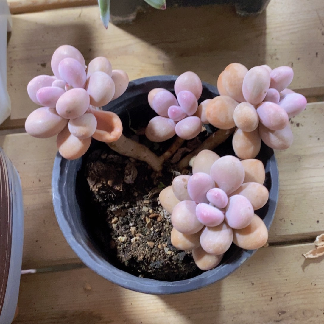 一物一拍多肉植物满38米包邮，可问主播品种