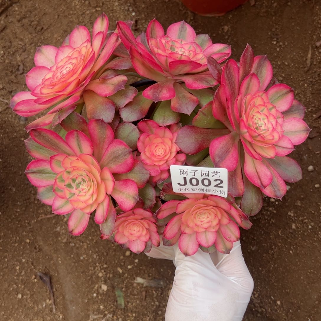 002荔枝尺寸23左右