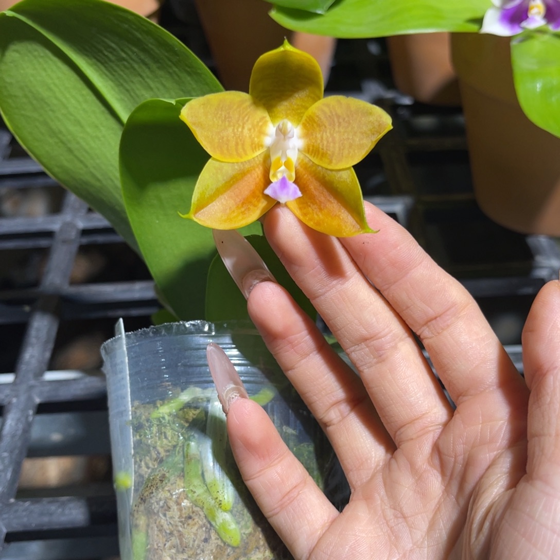 完全开放蝴蝶兰原生