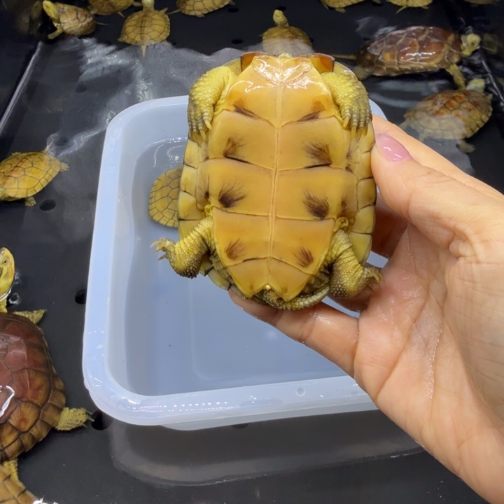 林***鹿宠物龟公母搭配背甲8.5厘米