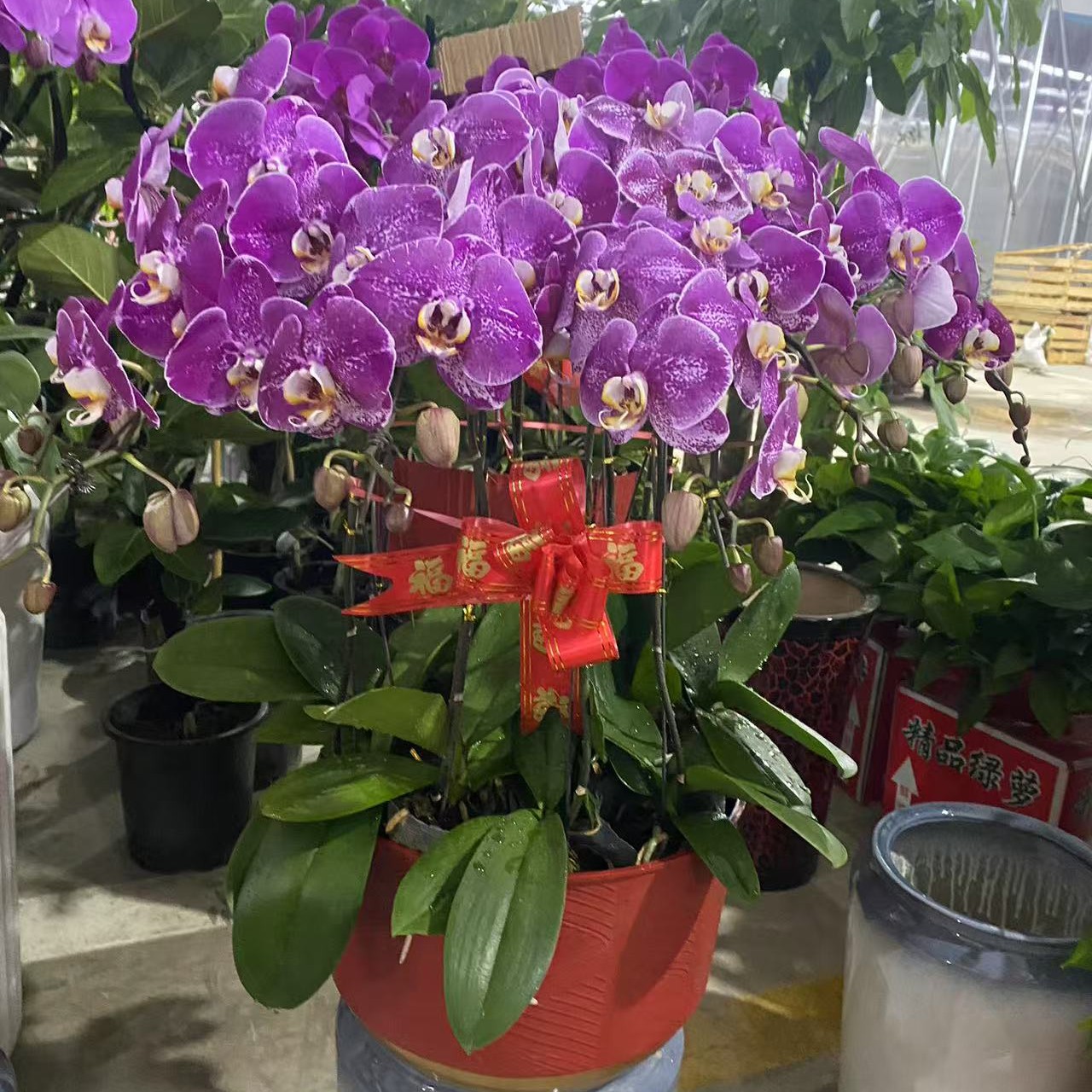 【一诺花卉】藏宝图蝴蝶兰花朵里藏着幸福的密码，富贵吉祥，财运亨通