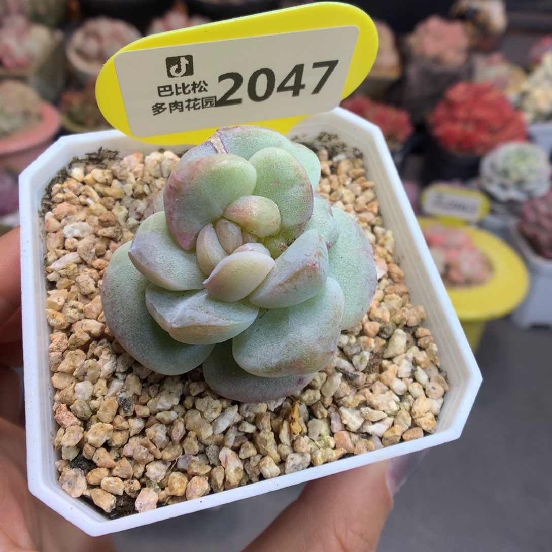 2047冰玉石化新年快乐