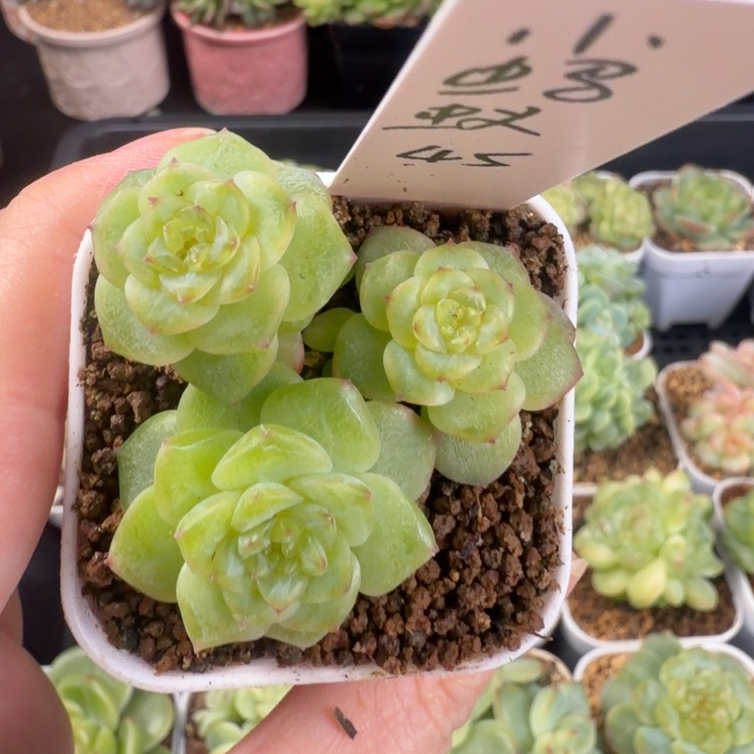 爱***蚁小蚂蚁一颗珍妮三头