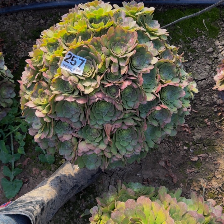 万圣节花27-35包邮花花