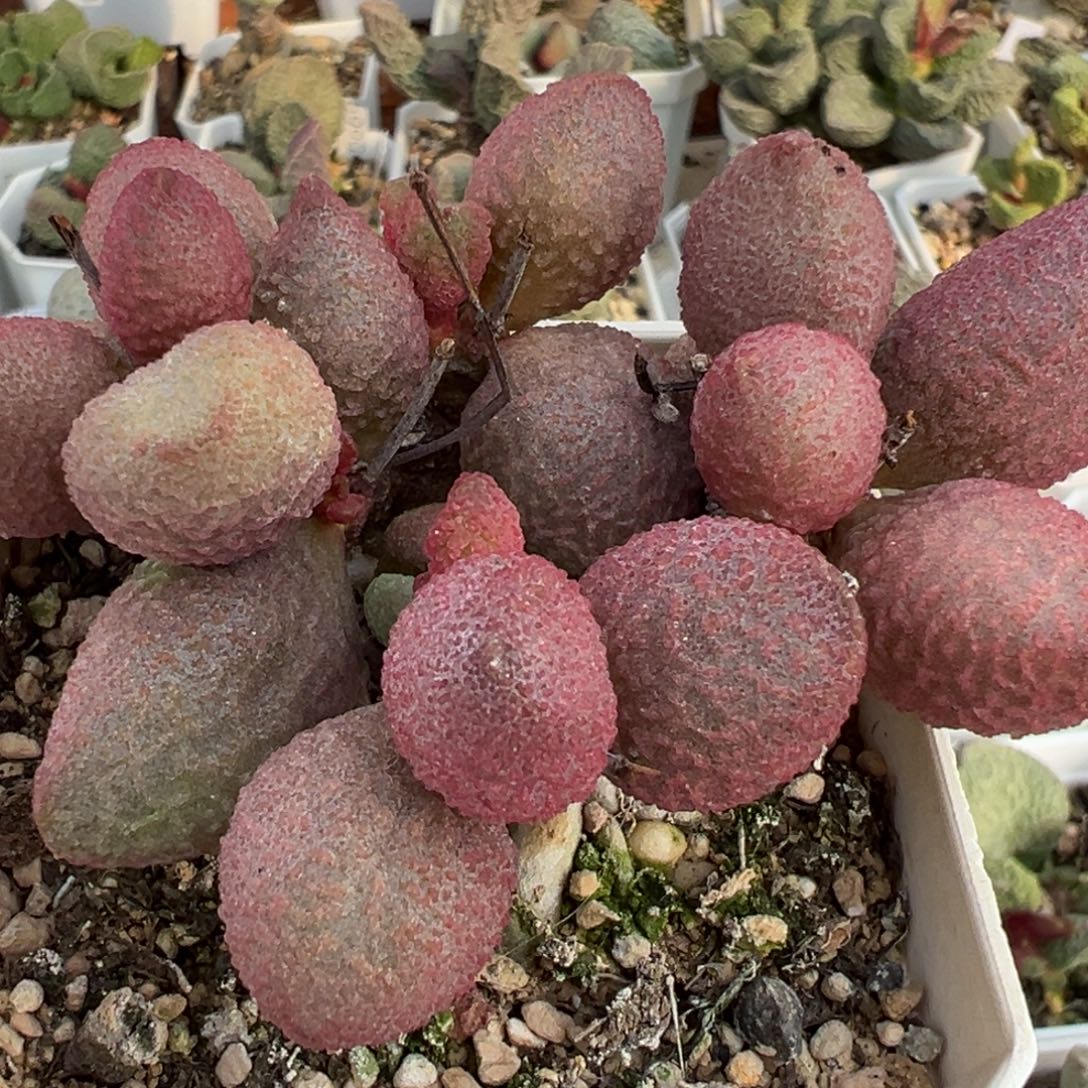 糖果老桩多肉植物水泡多肉植物