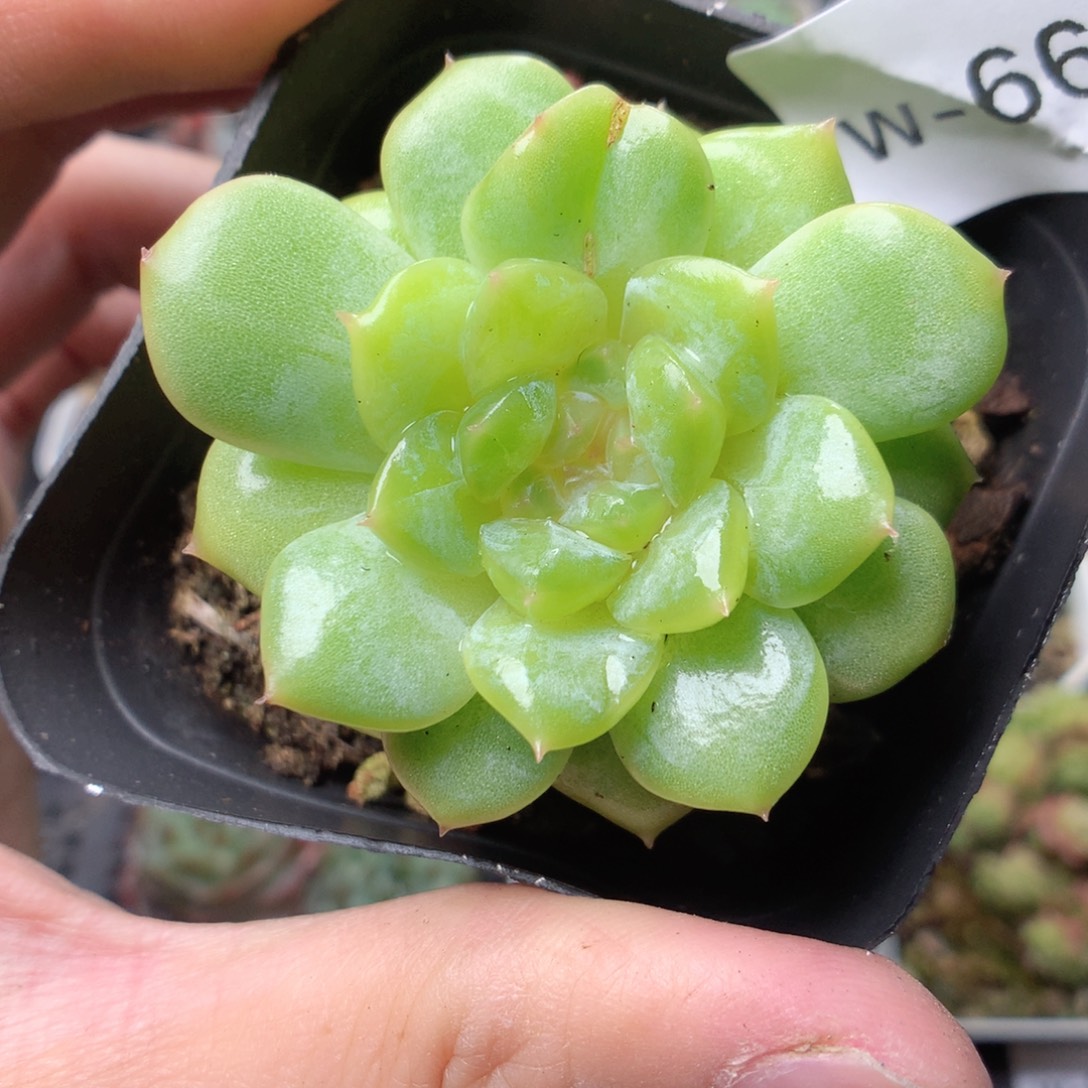 无花朵W66英语英语英语英语