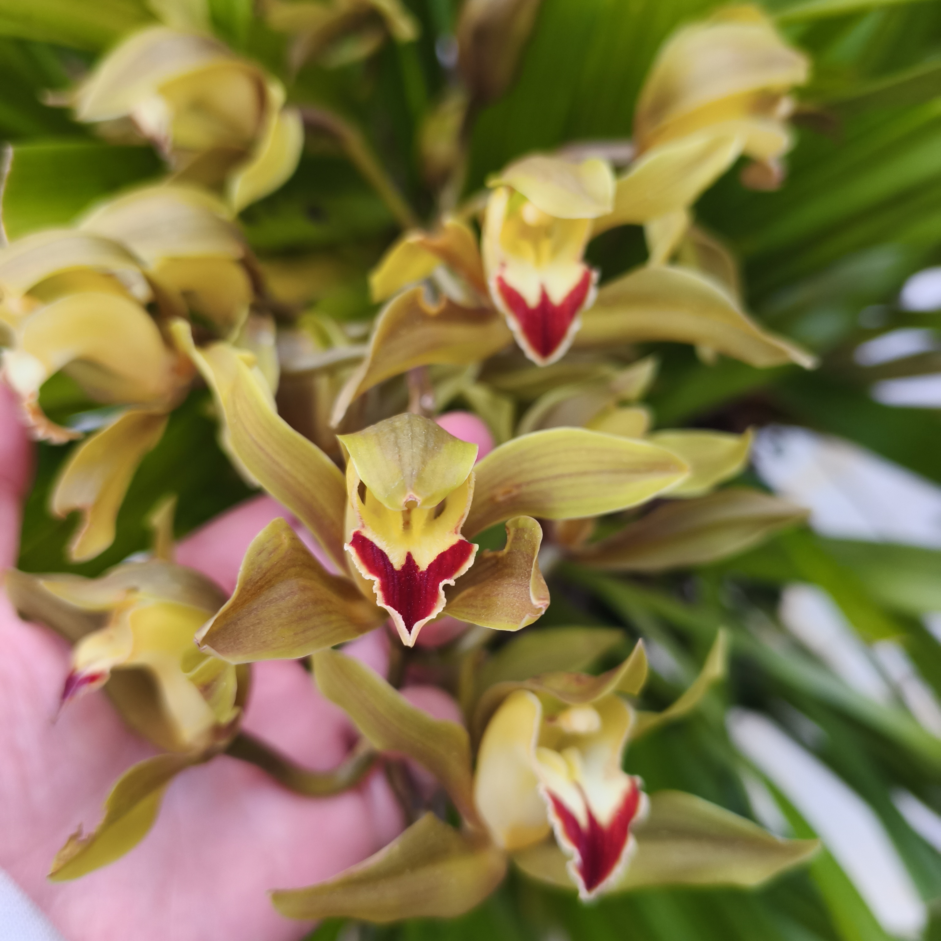 【虎头兰】大花蕙兰带花苞兰花苗名贵精品花卉四季常青