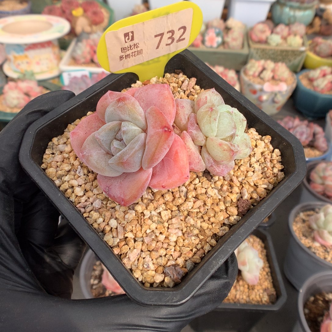 多***控732 冰玉石化多肉