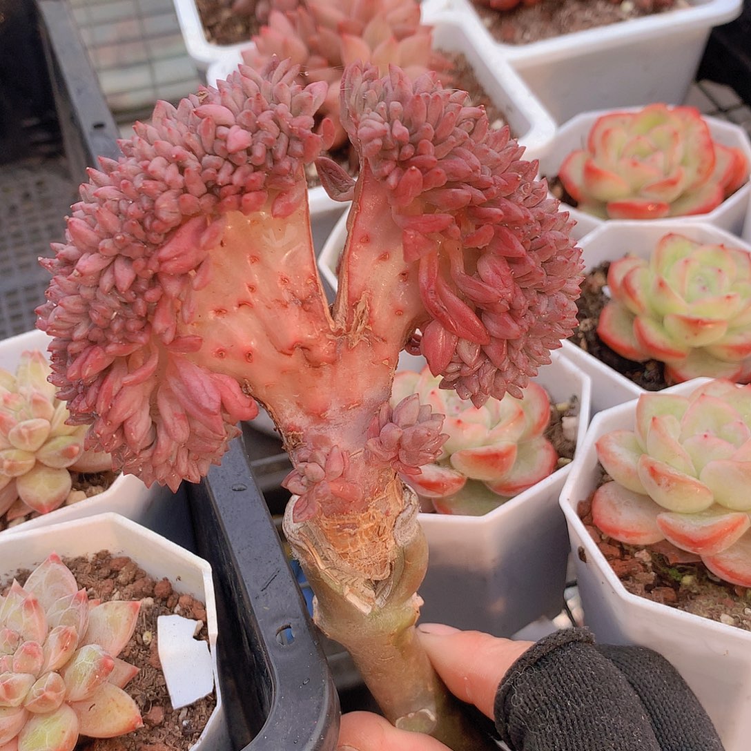 虞美人缀化一物一拍45788990000