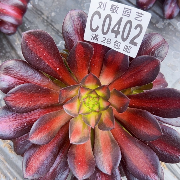 红日多肉植物法师 0402多肉