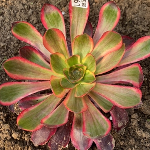 961红魔女满25包邮多肉