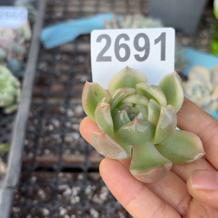 头盖锦无根多肉植物满18包邮