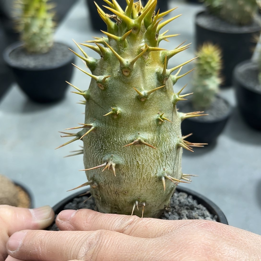 福利安博棒槌888888888