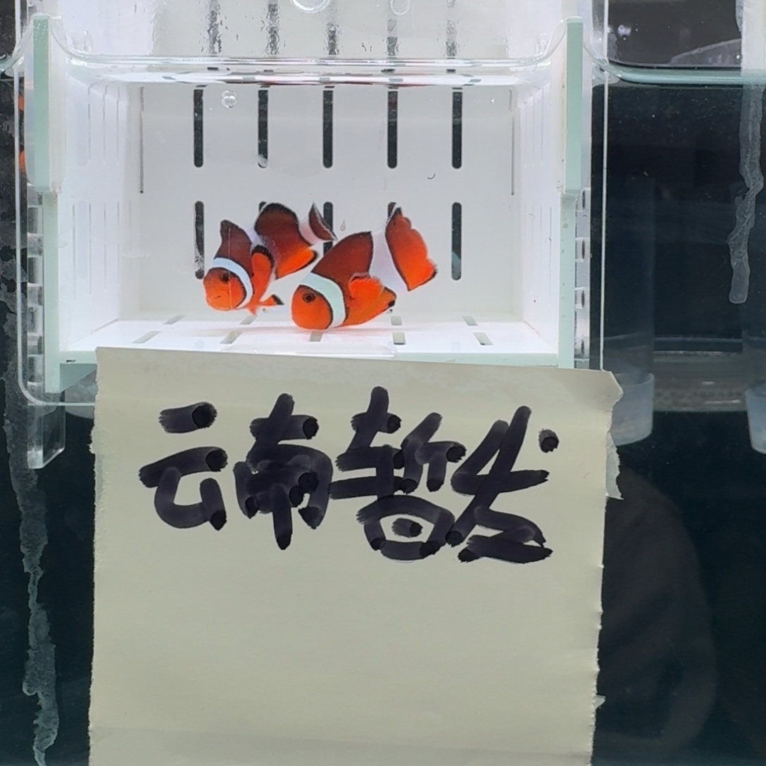 海水鱼4.5配5黑边公子一对