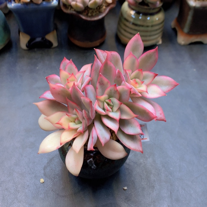 一物一拍满30包邮 168