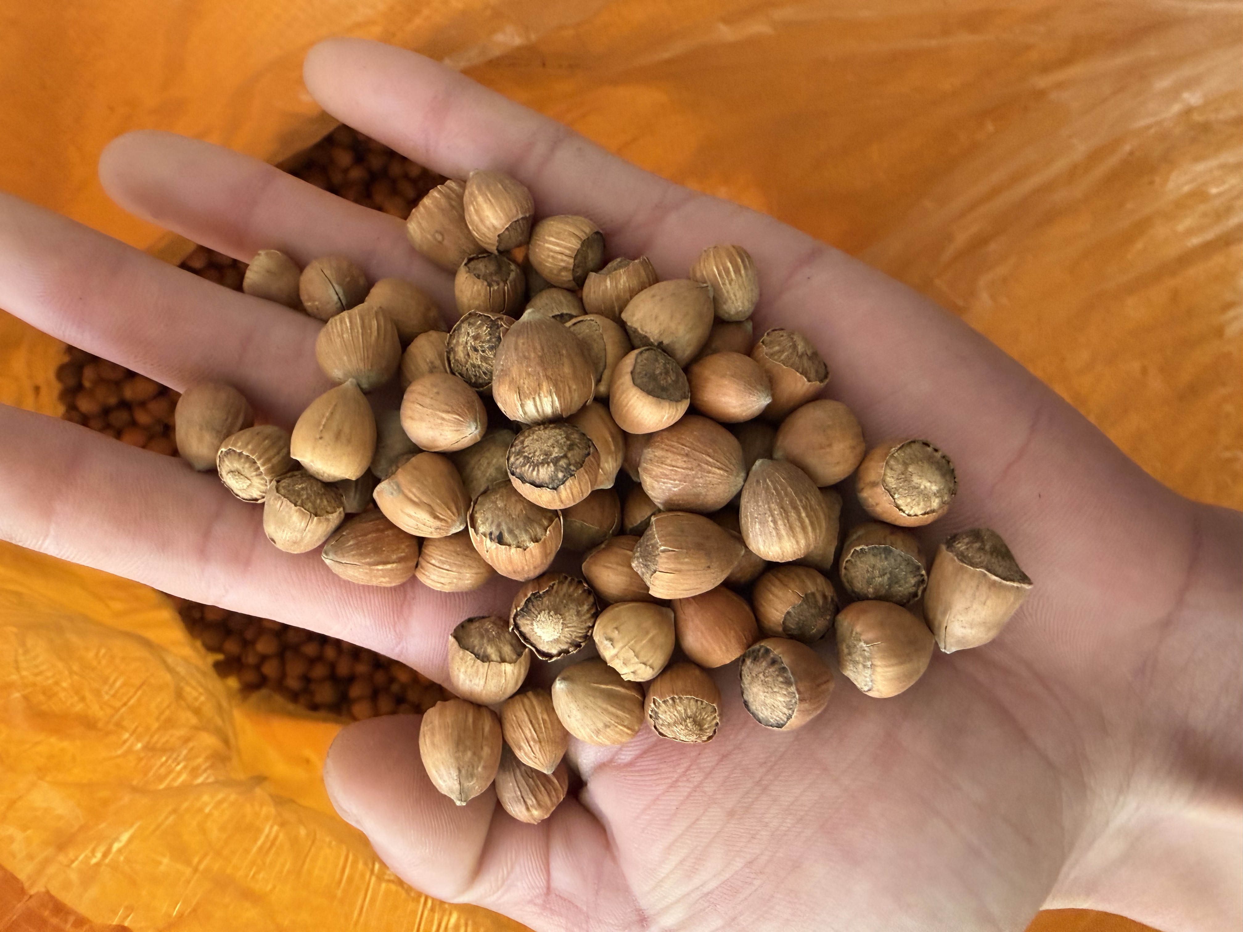 野生毛榛熟毛榛（不带夹子）