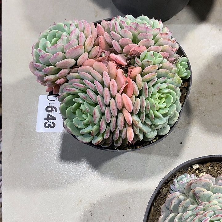 最***心643白胖子多肉植物多肉