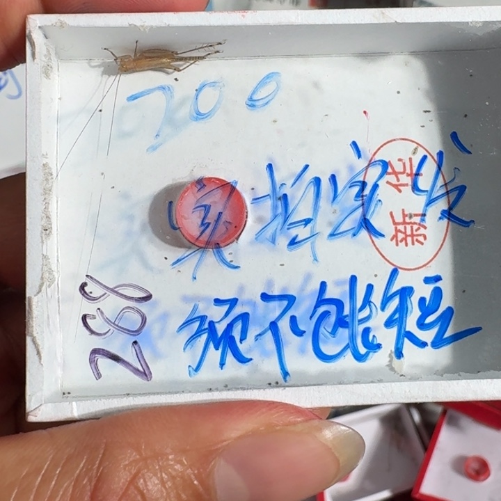 漢***藏蟋蟀蝈蝈我在外面吃饭1111111
