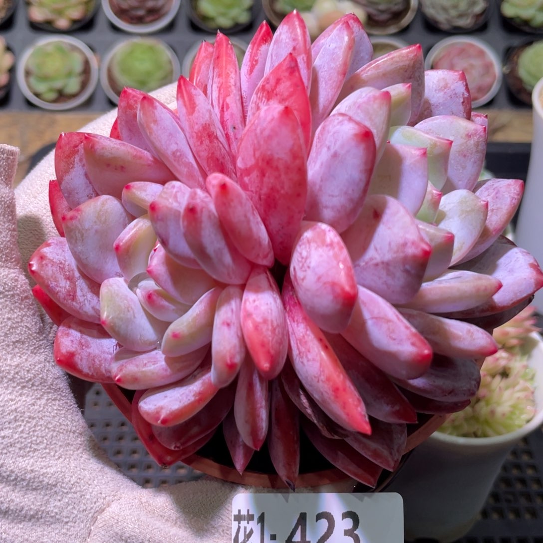 花利美1-423橙梦露