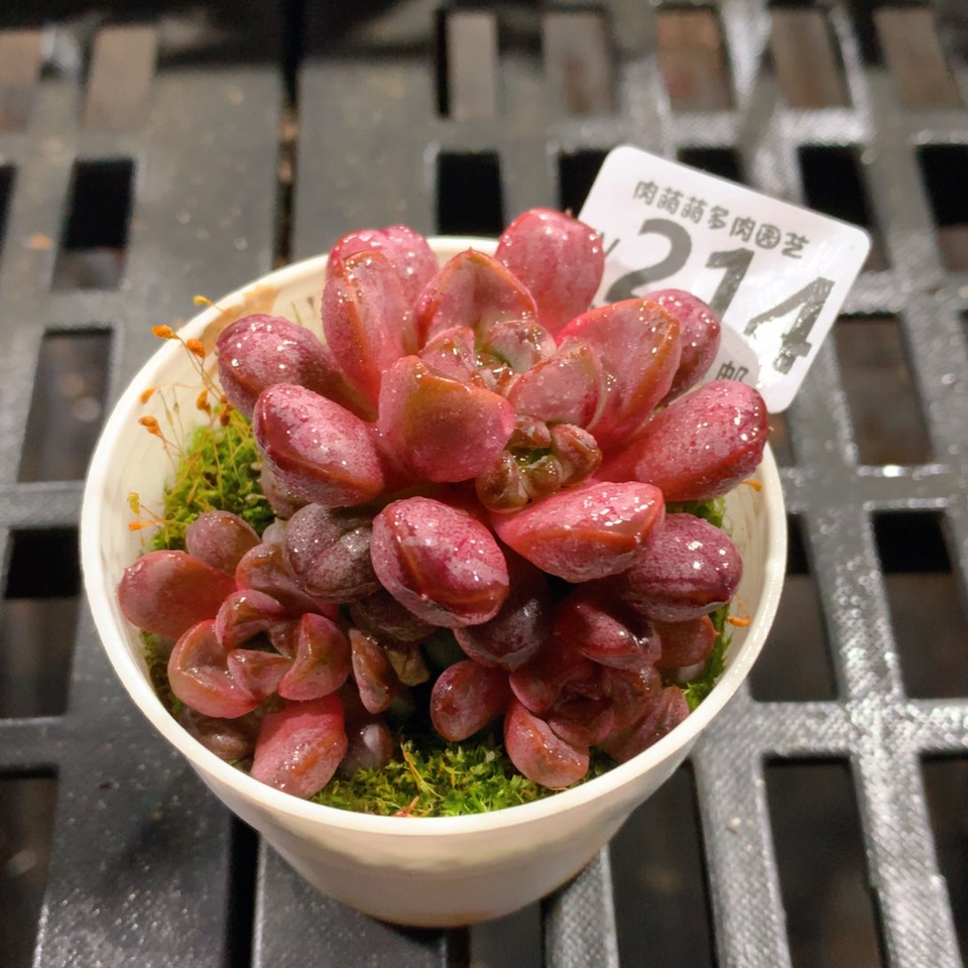 肉萌萌拇指盆精控多肉YV214