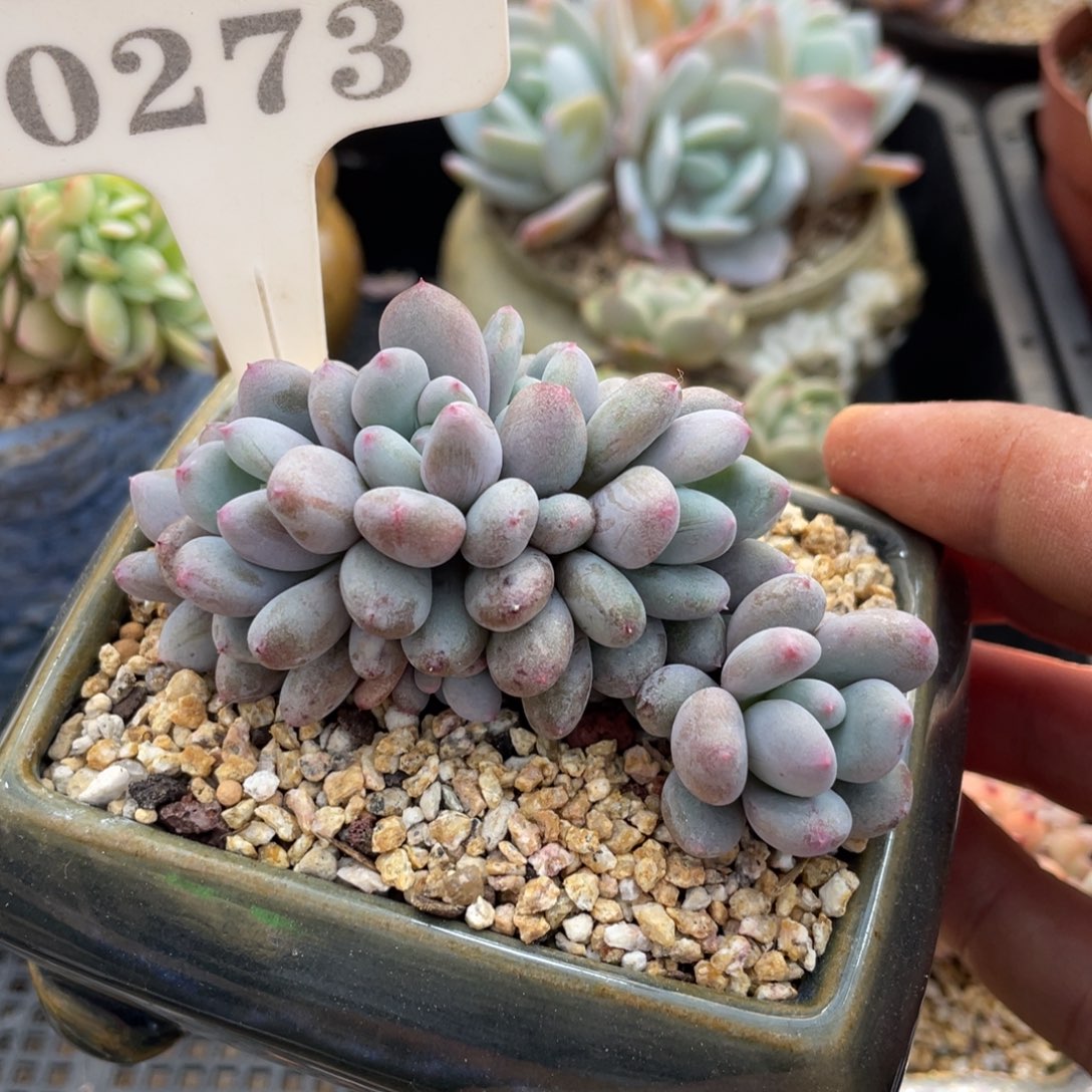 0273香香雪不带盆8厘米