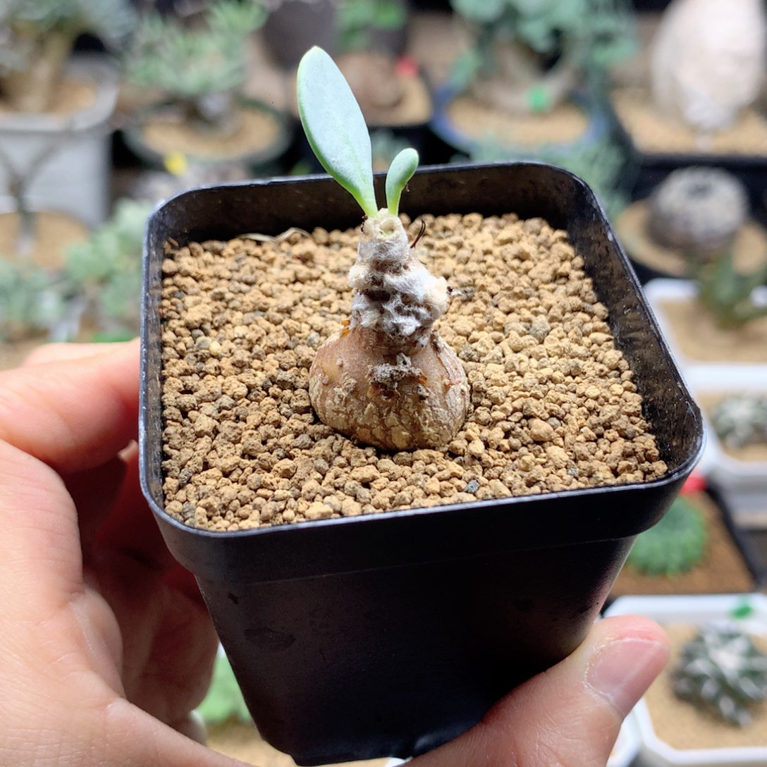 派马厚敦菊母本多肉带盆