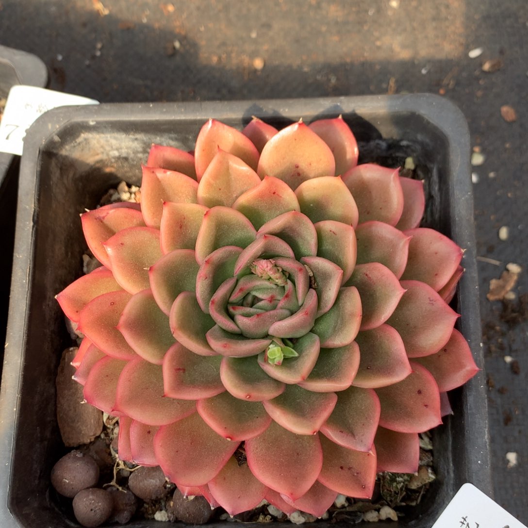 7806杂交多肉老桩