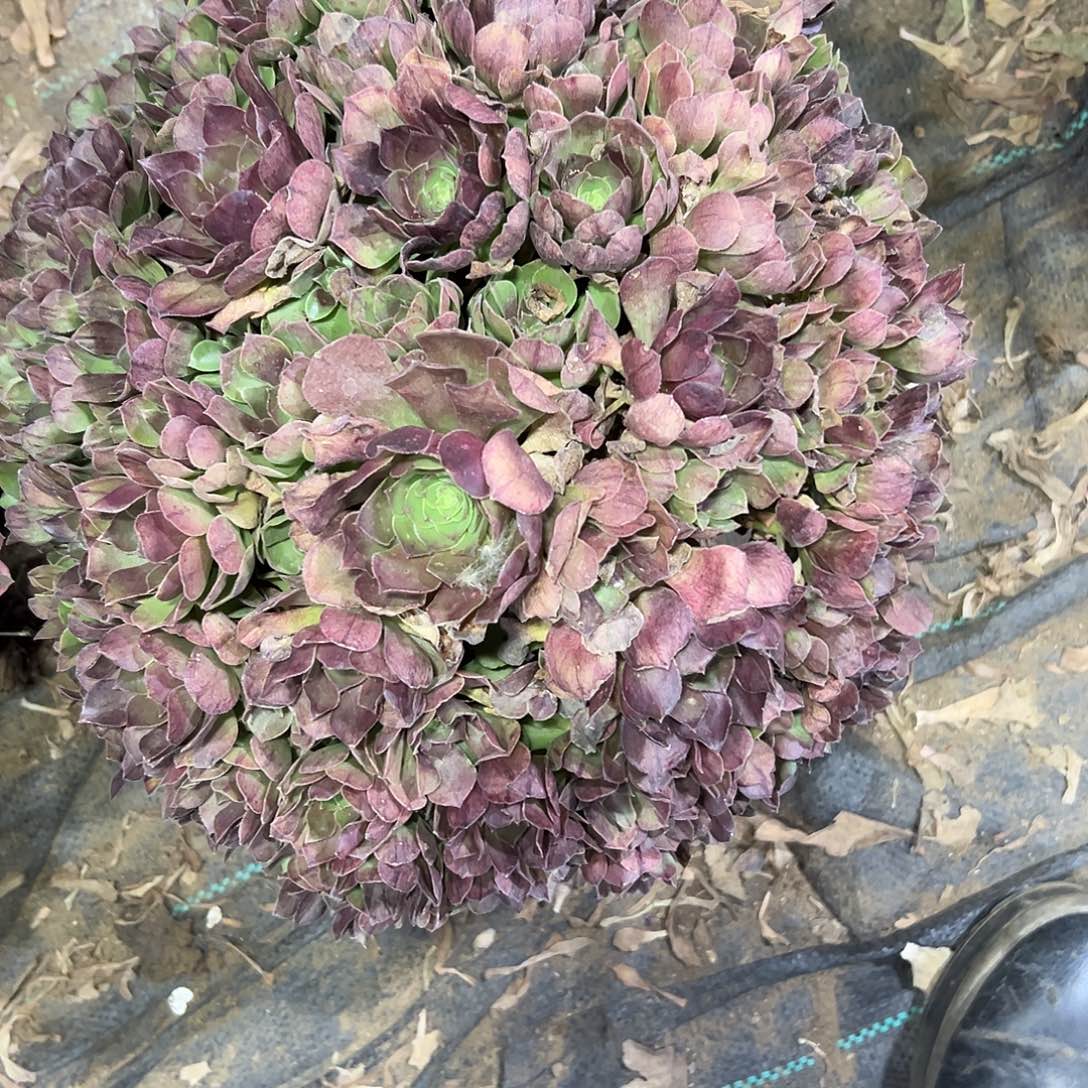 多肉376植物万圣节法师