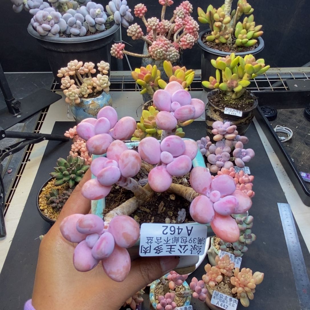462糖果桃蛋多肉8c m