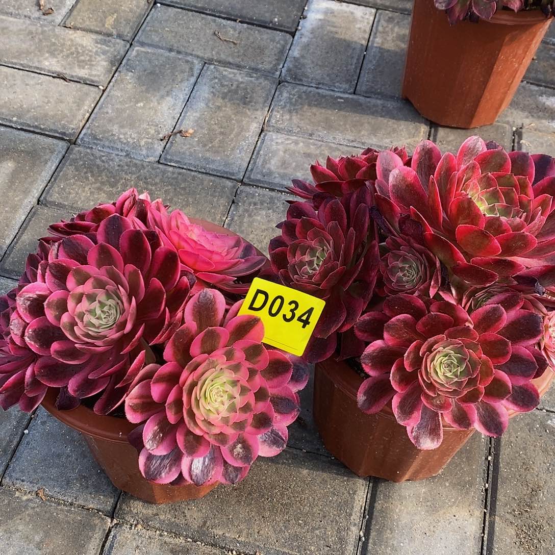 034荔枝云和不周正小颗555555555