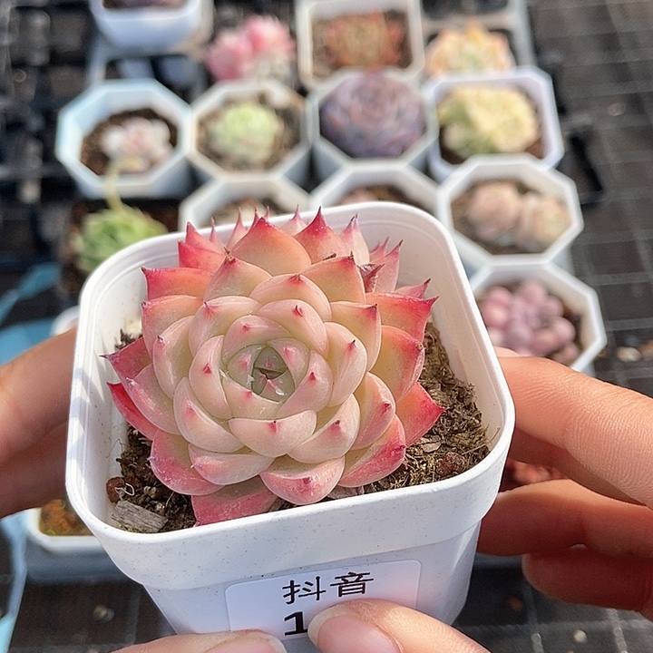 一物一拍满十元包邮发货 112