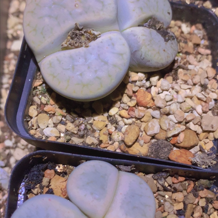 158586988887665456646698666