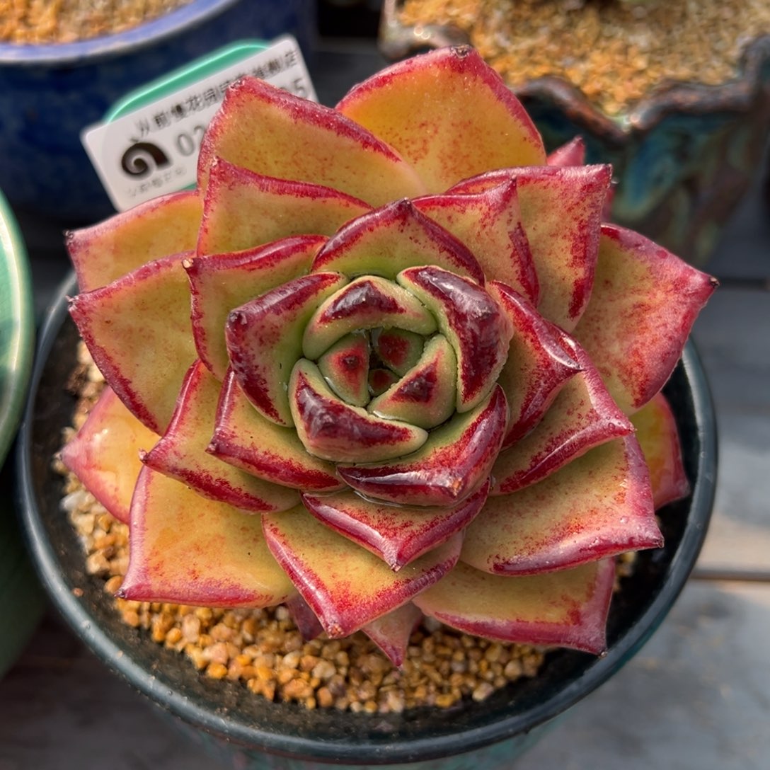 从前慢多肉精选编号0219.395