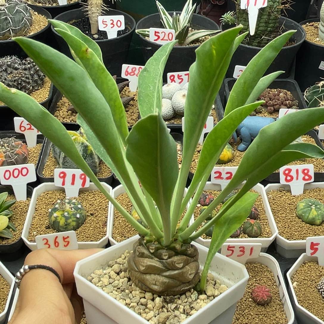 块根铁甲丸子仙人球