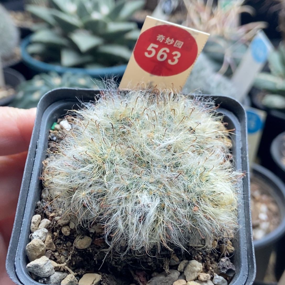 白云高砂群一颗仙人球