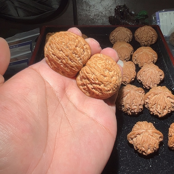 王***儿木平谷绣球。      