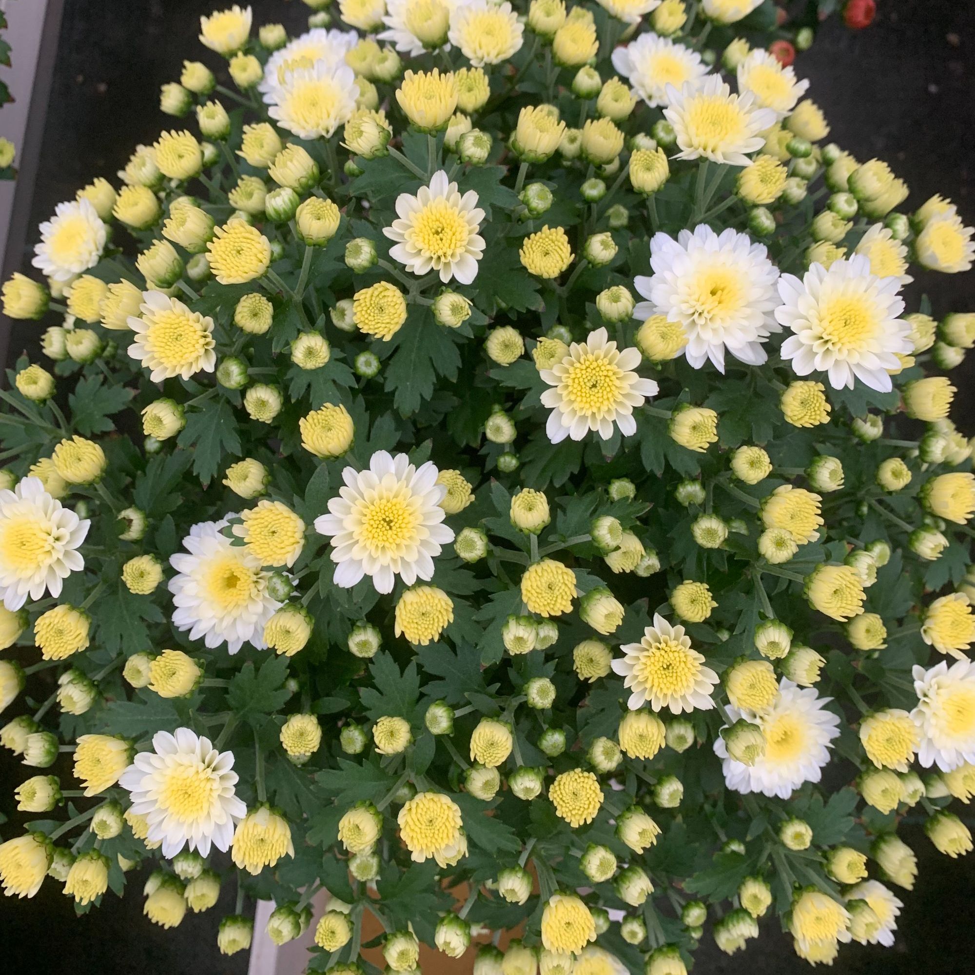 白水晶球菊（千头菊）多年生草本盆栽庭院耐热耐寒花期长花量大