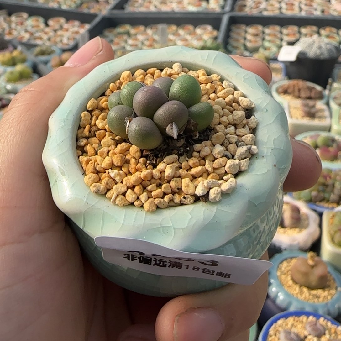 3383--一物一拍 带盆