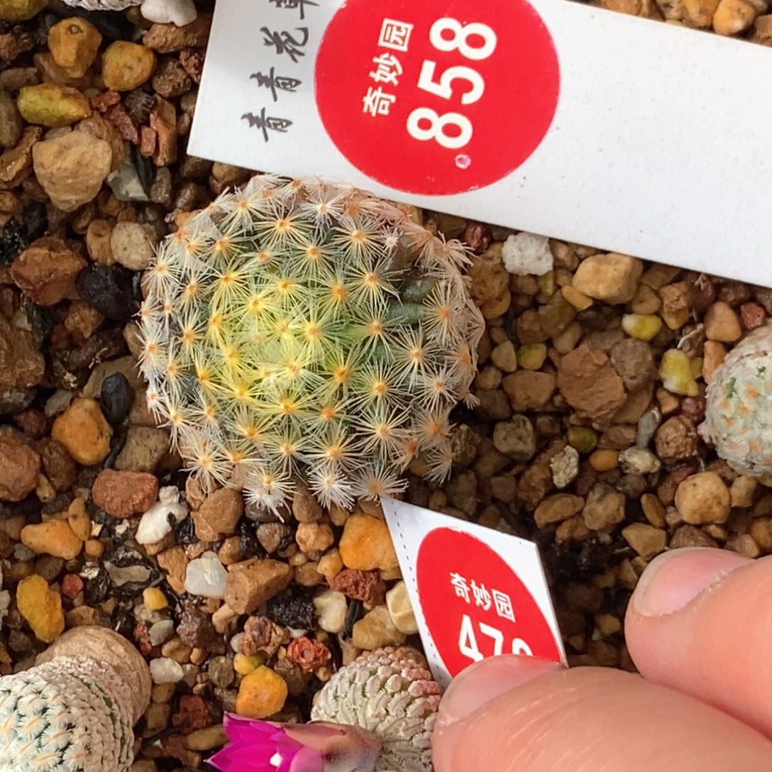 实生明星一颗仙人球