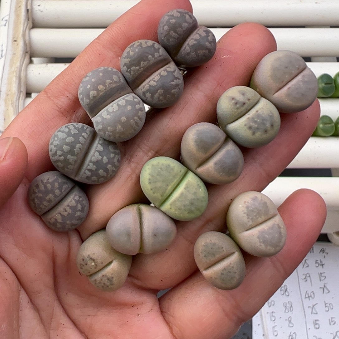 12.11好看的多肉脱土发货758