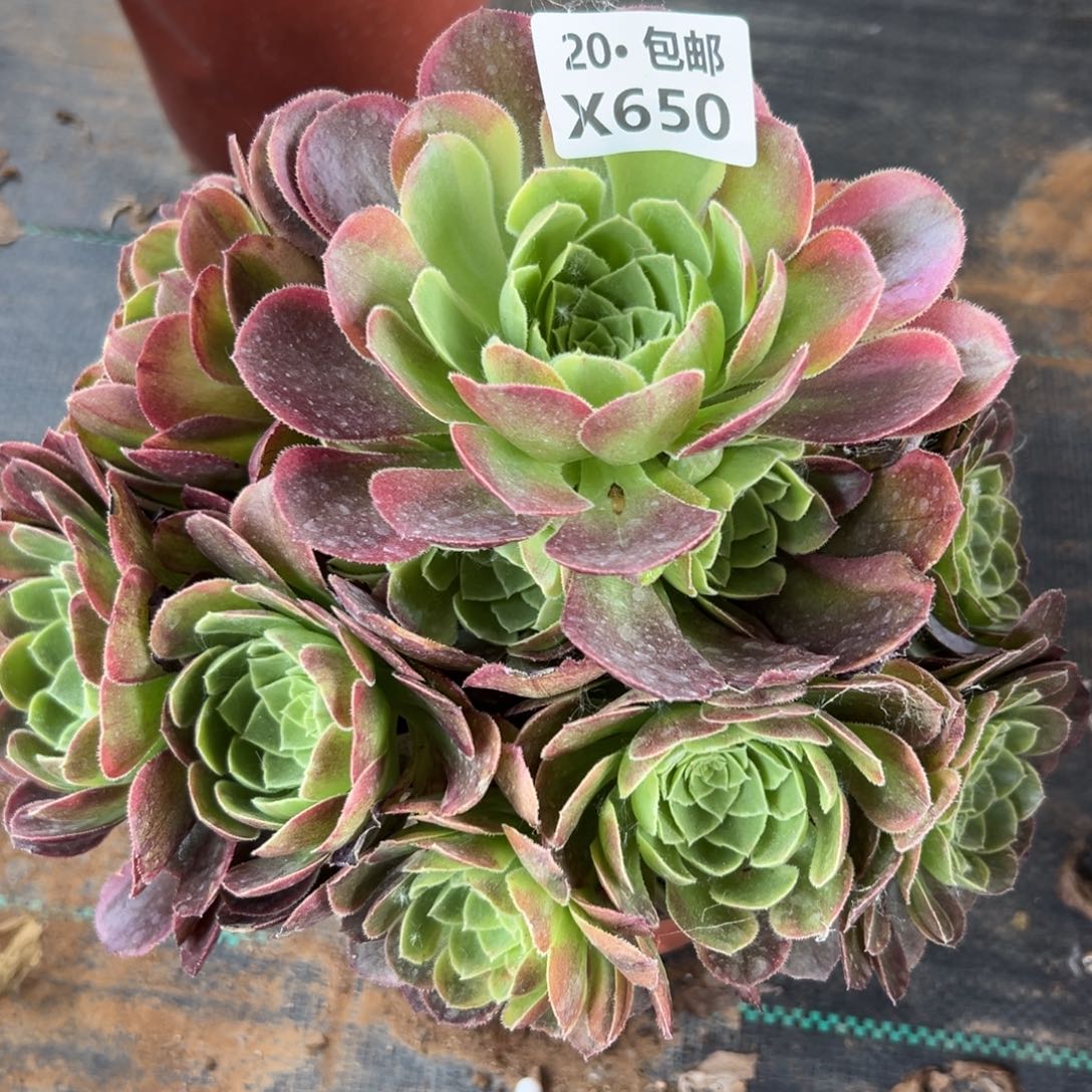 650奶白，满20包邮