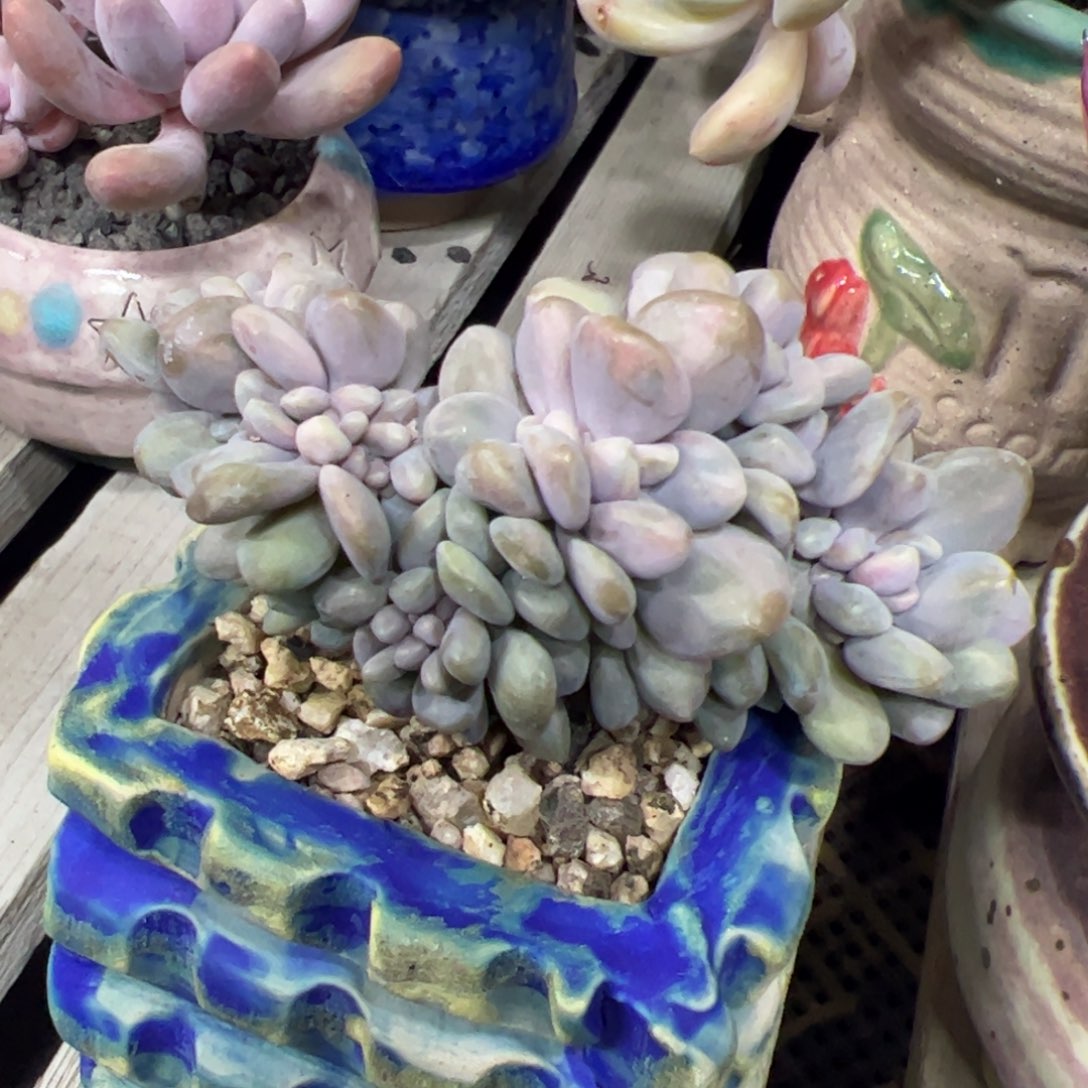 醉美人锦缀化多肉植物